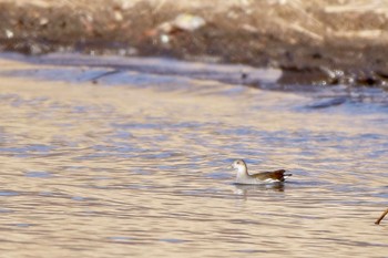 Common Moorhen 河口湖美術館 Sat, 12/30/2023