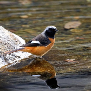 Daurian Redstart 岐阜公園 Fri, 12/29/2017