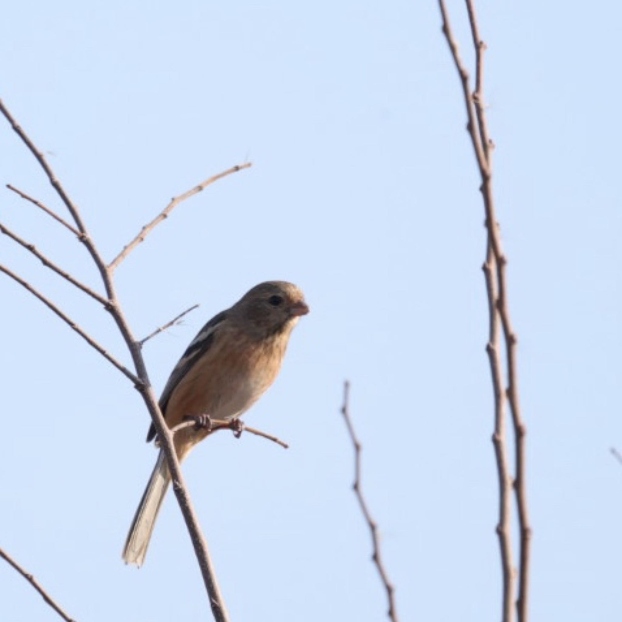 Photo of Siberian Long-tailed Rosefinch at 淀川河川公園 by Noyama