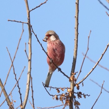 Siberian Long-tailed Rosefinch 淀川河川公園 Sat, 12/30/2023