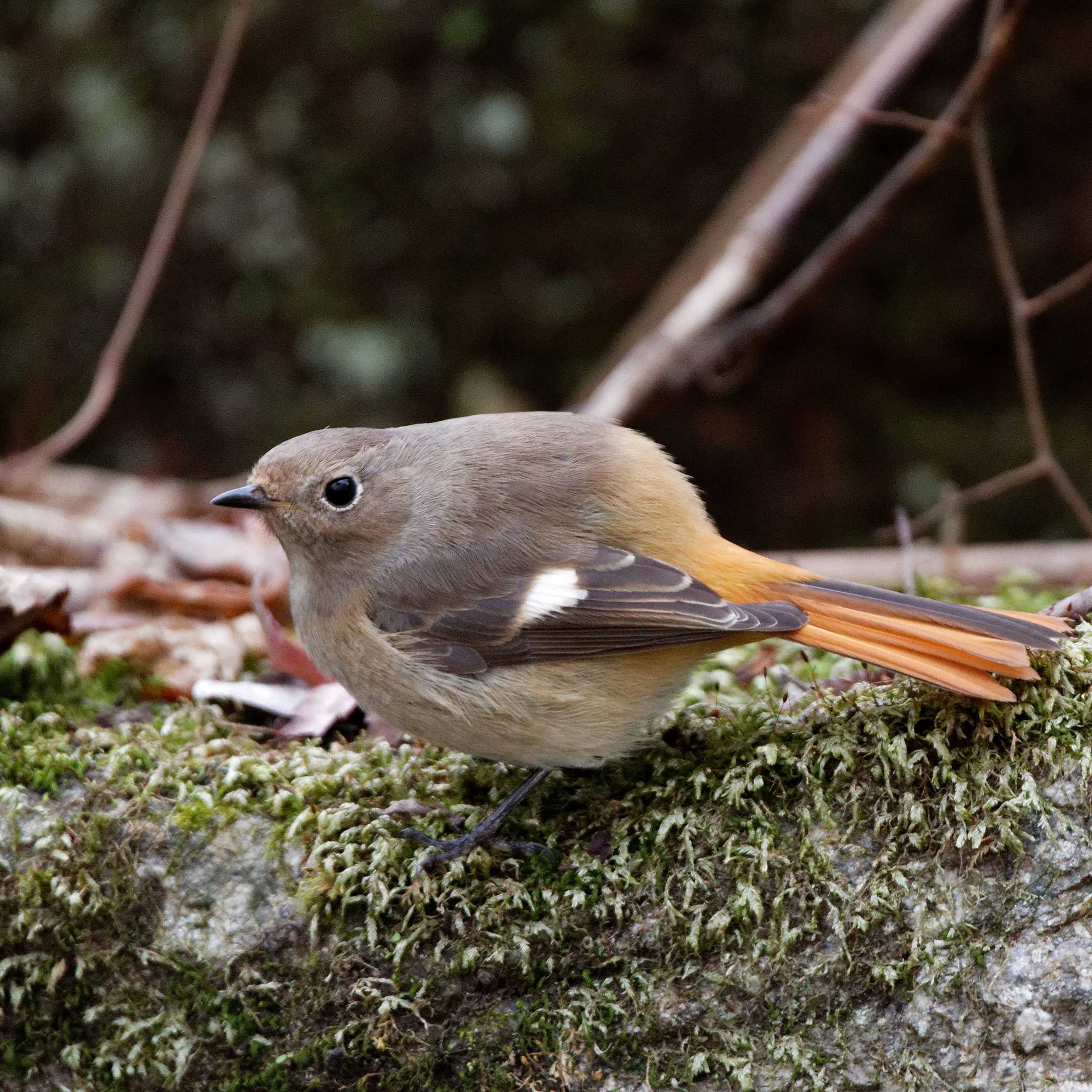 Daurian Redstart