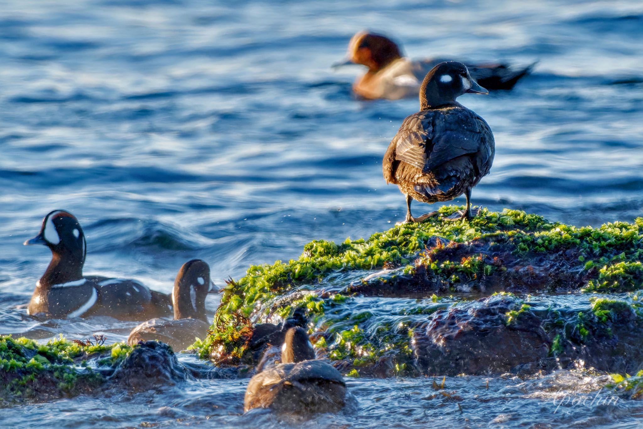 Harlequin Duck