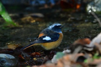 ジョウビタキ 薬師池公園 2023年12月30日(土)