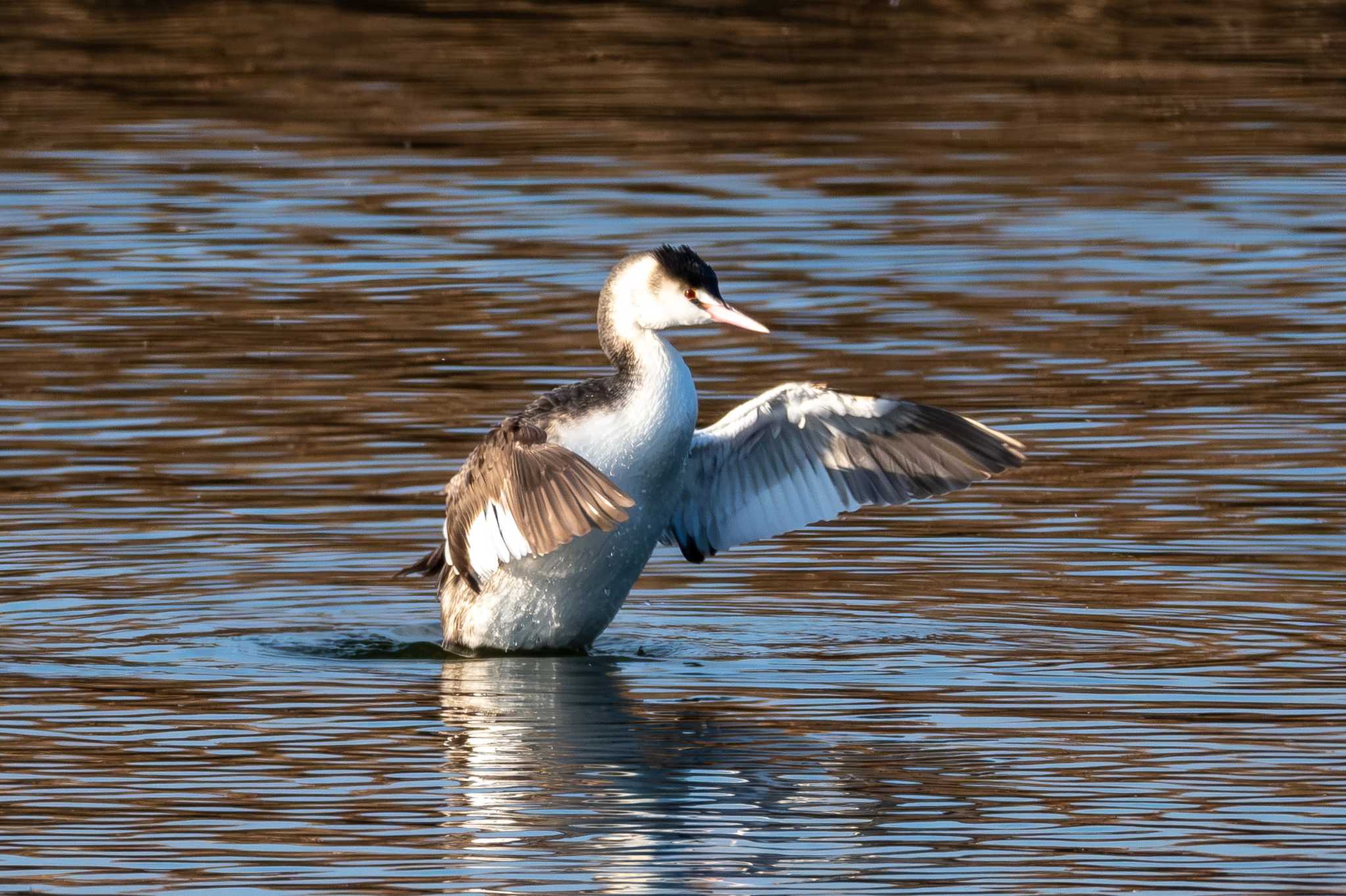 Great Crested Grebe