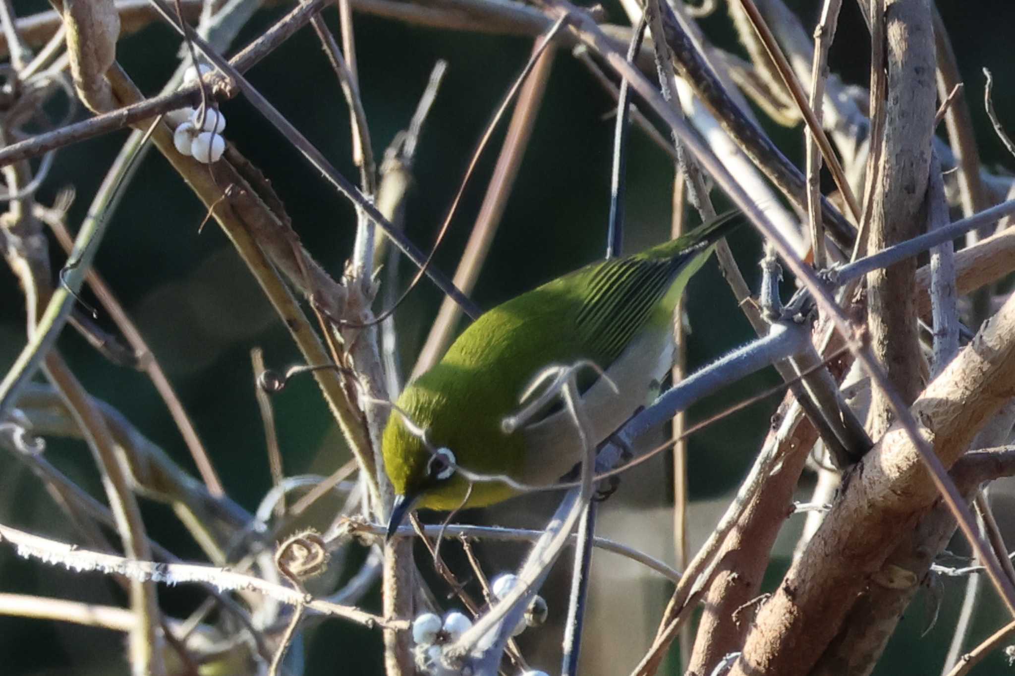 Photo of Warbling White-eye at 大阪府岸和田市 蜻蛉池公園 by アカウント10297