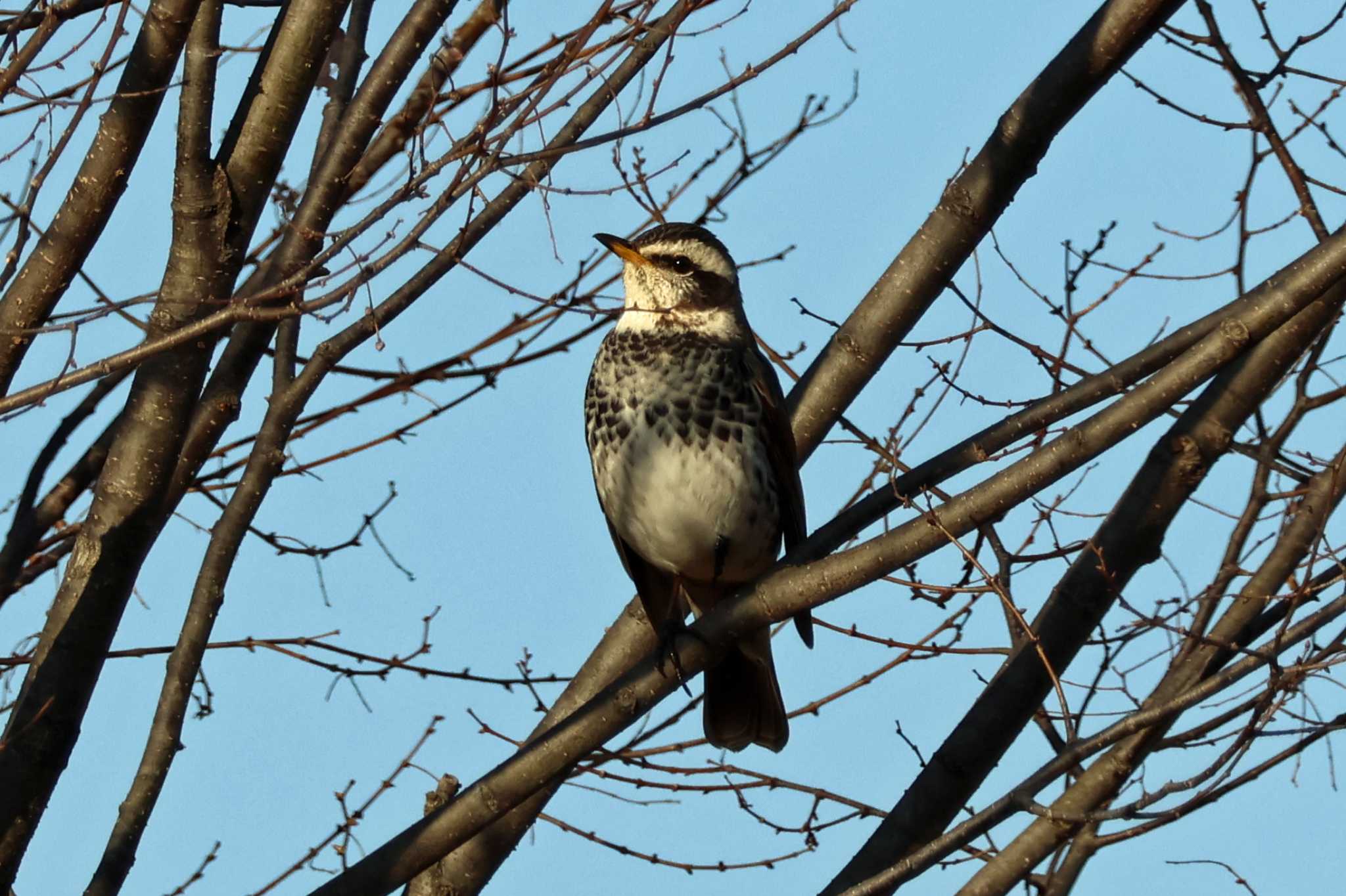 Photo of Dusky Thrush at 大阪府岸和田市 蜻蛉池公園 by アカウント10297