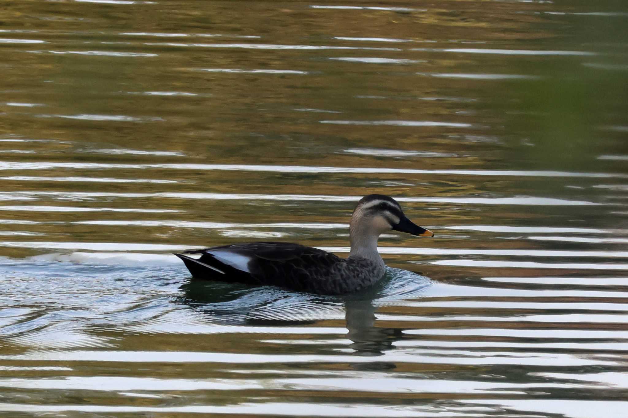 Eastern Spot-billed Duck