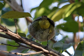 Warbling White-eye 大阪府岸和田市 蜻蛉池公園 Sat, 12/30/2023