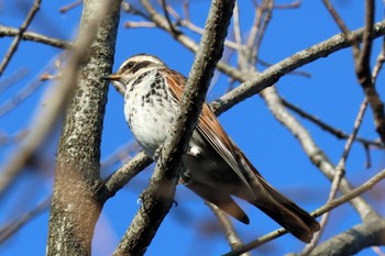 Dusky Thrush 大阪府岸和田市 蜻蛉池公園 Sat, 12/30/2023