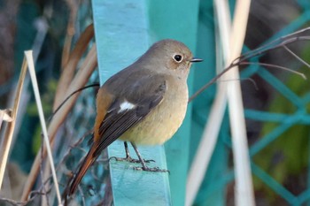 Daurian Redstart 大阪府岸和田市 蜻蛉池公園 Sat, 12/30/2023