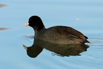 Eurasian Coot 大阪府岸和田市 蜻蛉池公園 Sat, 12/30/2023