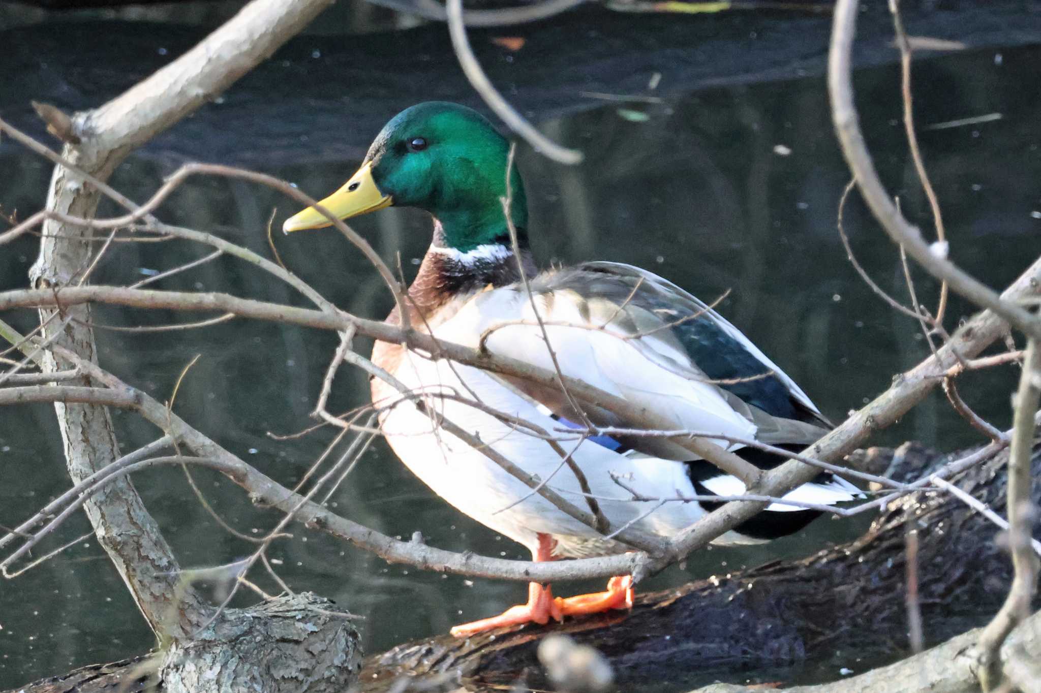 大阪府岸和田市 蜻蛉池公園 マガモの写真 by アカウント10297