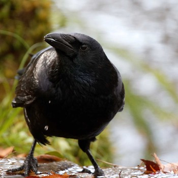 Carrion Crow 岐阜公園 Fri, 12/29/2017