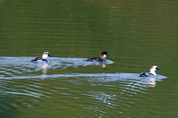 Smew 大阪府岸和田市 蜻蛉池公園 Sat, 12/30/2023