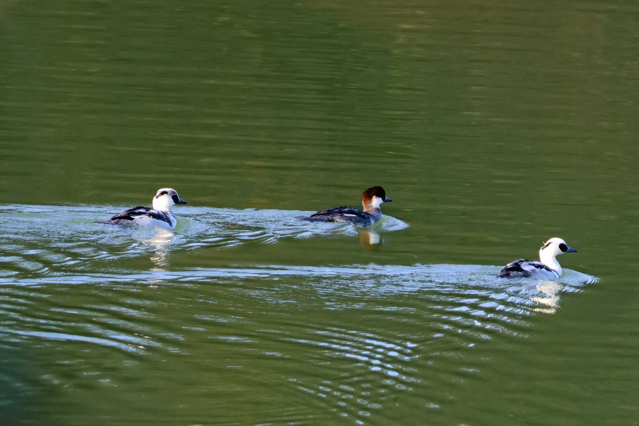 Photo of Smew at 大阪府岸和田市 蜻蛉池公園 by アカウント10297