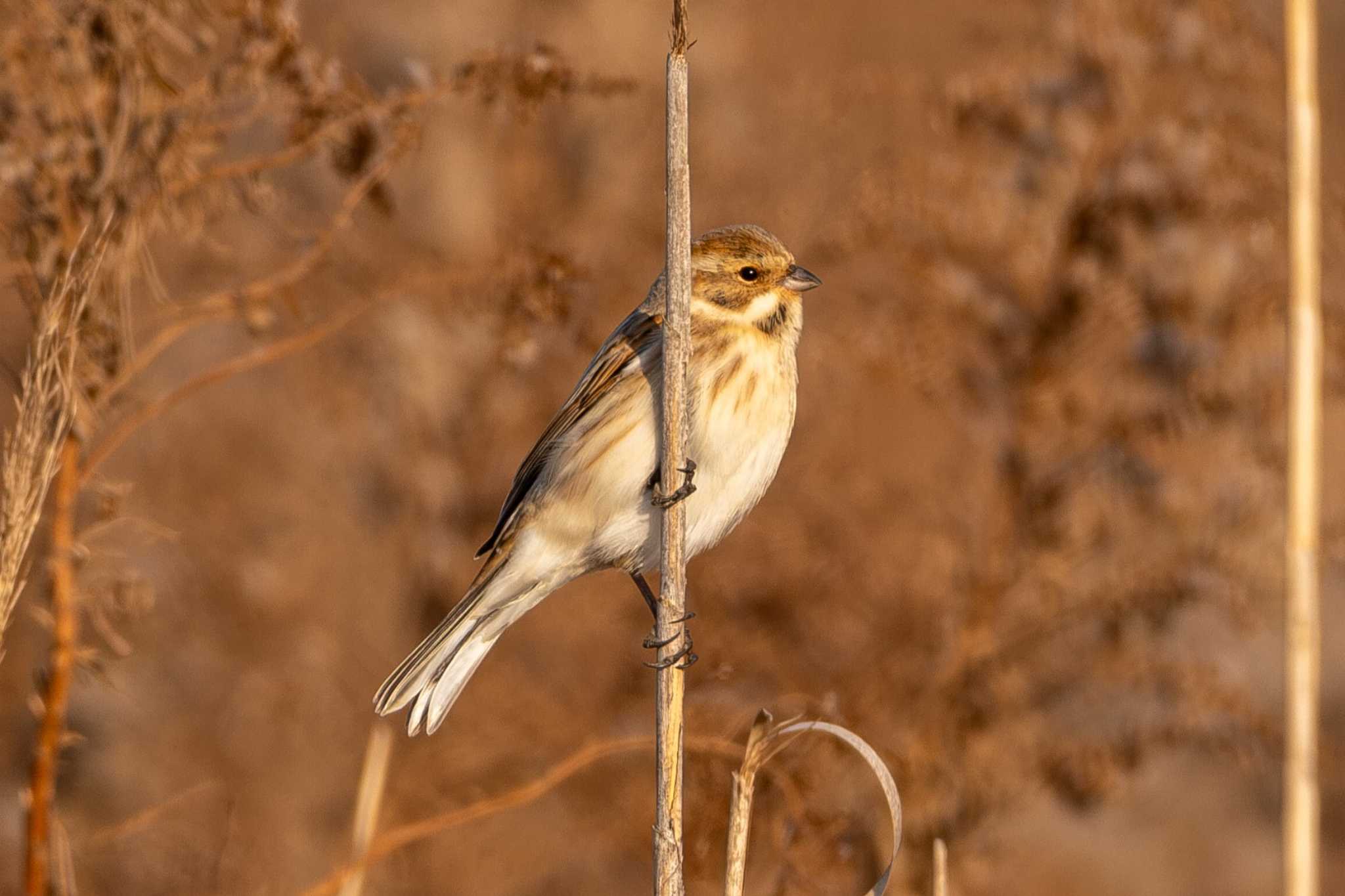 Common Reed Bunting