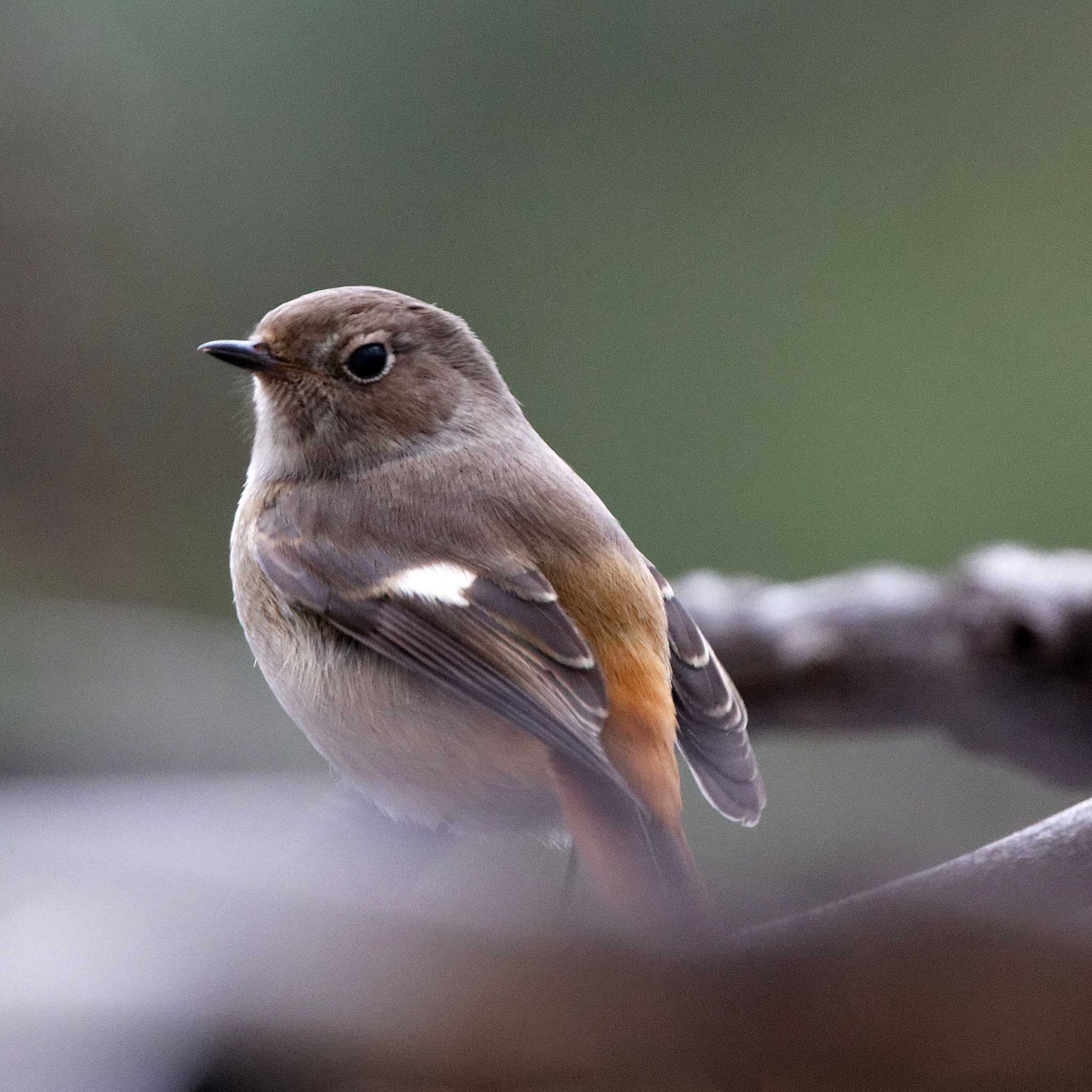 Daurian Redstart