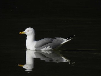 Yellow-legged Gull バルセロナ,スペイン Thu, 12/28/2023