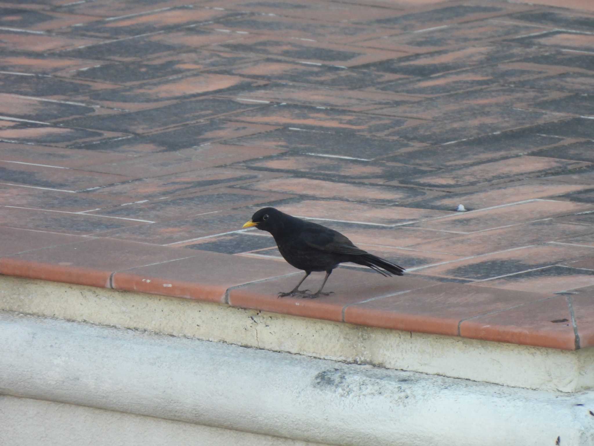 Photo of Chinese Blackbird at バルセロナ,スペイン by こむぎこねこ
