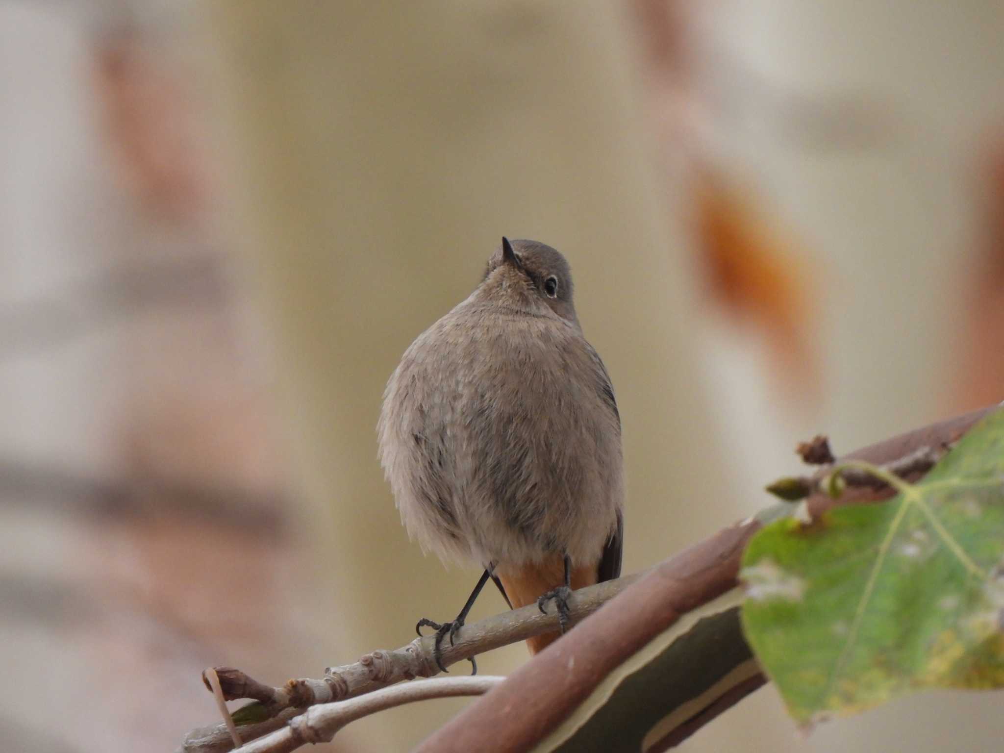 バルセロナ,スペイン クロジョウビタキの写真 by こむぎこねこ