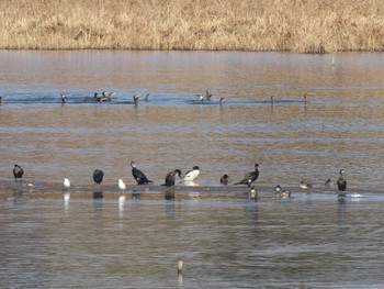 2023年12月30日(土) 芝川第一調節池(芝川貯水池)の野鳥観察記録