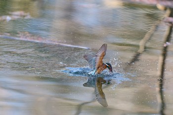 2023年12月30日(土) 大阪府の野鳥観察記録