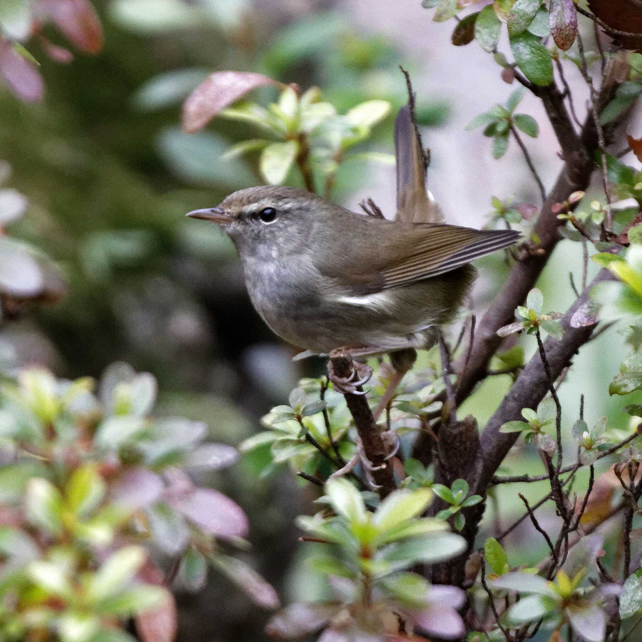 Japanese Bush Warbler