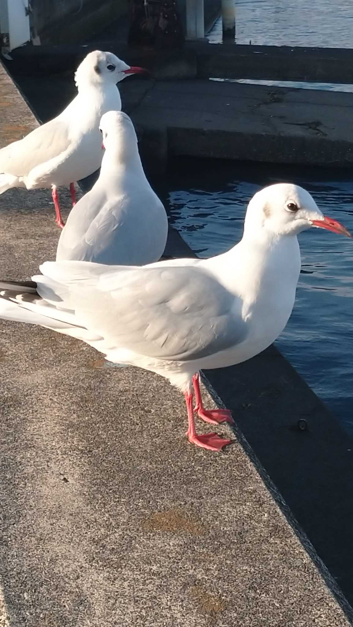 Photo of Black-headed Gull at 巴川,静岡県,日本 by つちいなご