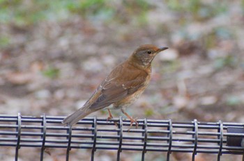 Pale Thrush ＭＦ Thu, 12/28/2023