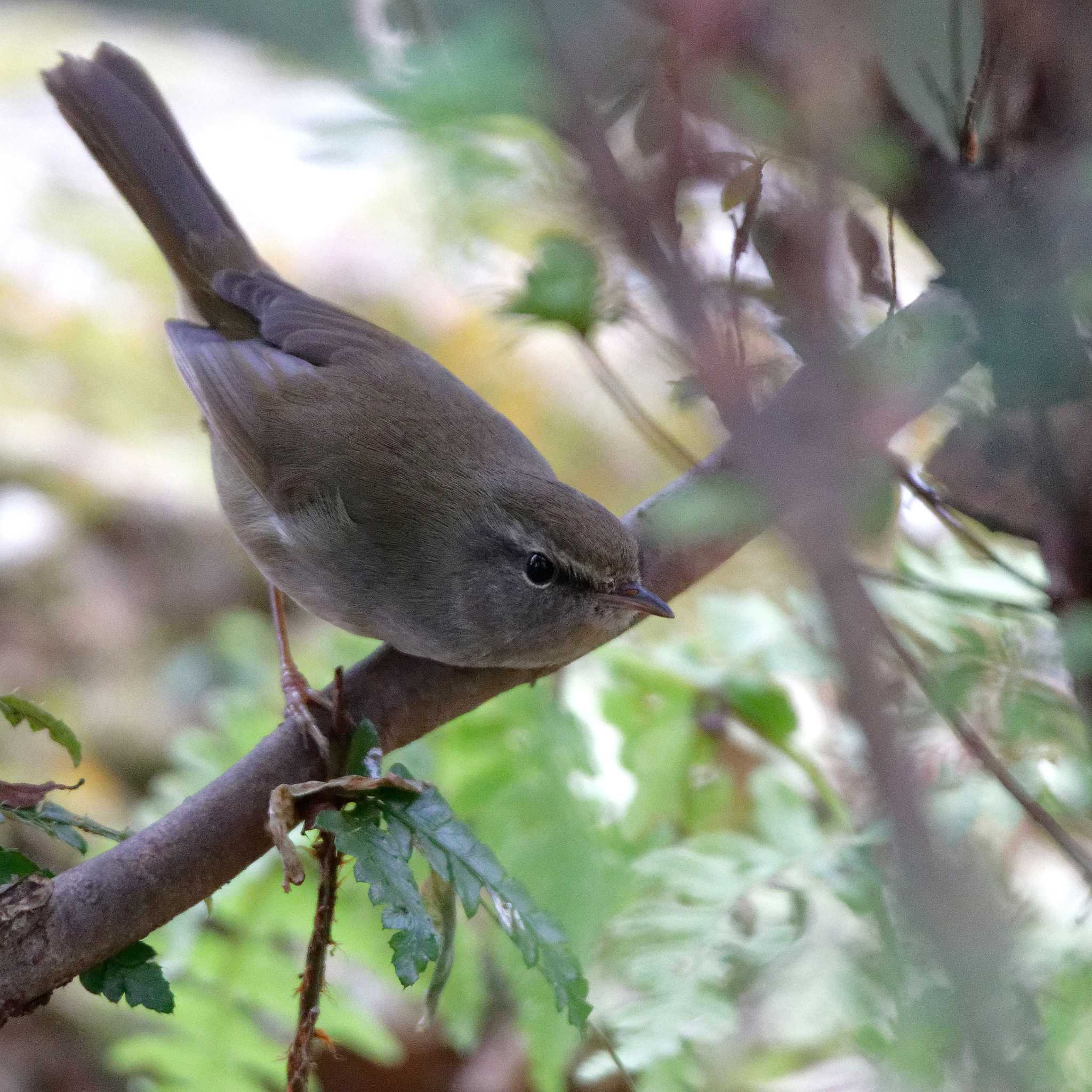 Japanese Bush Warbler