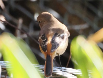 Daurian Redstart 摩耶山 Sat, 12/30/2023