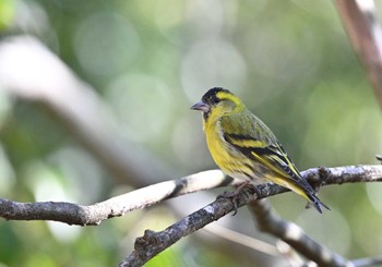 マヒワ 西湖野鳥の森公園 2023年12月29日(金)