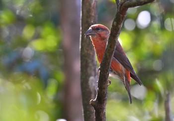 2023年12月29日(金) 西湖野鳥の森公園の野鳥観察記録