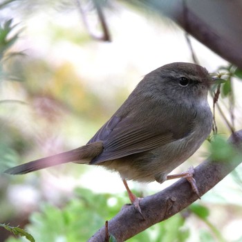 ウグイス 岐阜公園 2017年12月29日(金)