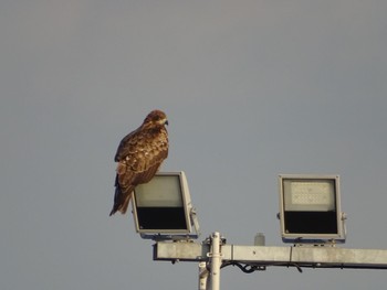 Black Kite 相模川 Wed, 12/27/2023