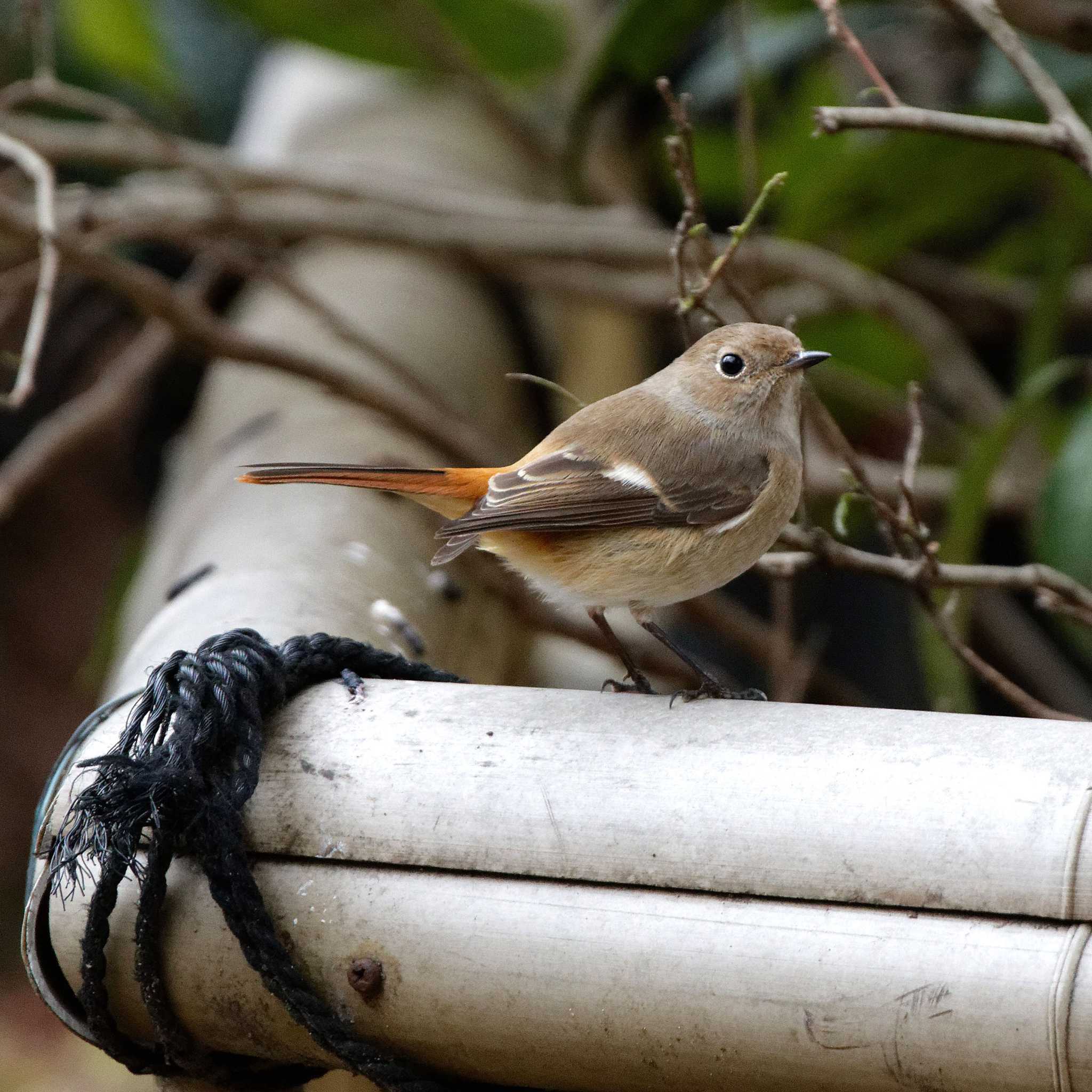 Daurian Redstart