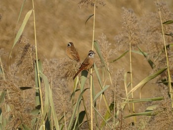 Meadow Bunting 相模川 Wed, 12/27/2023