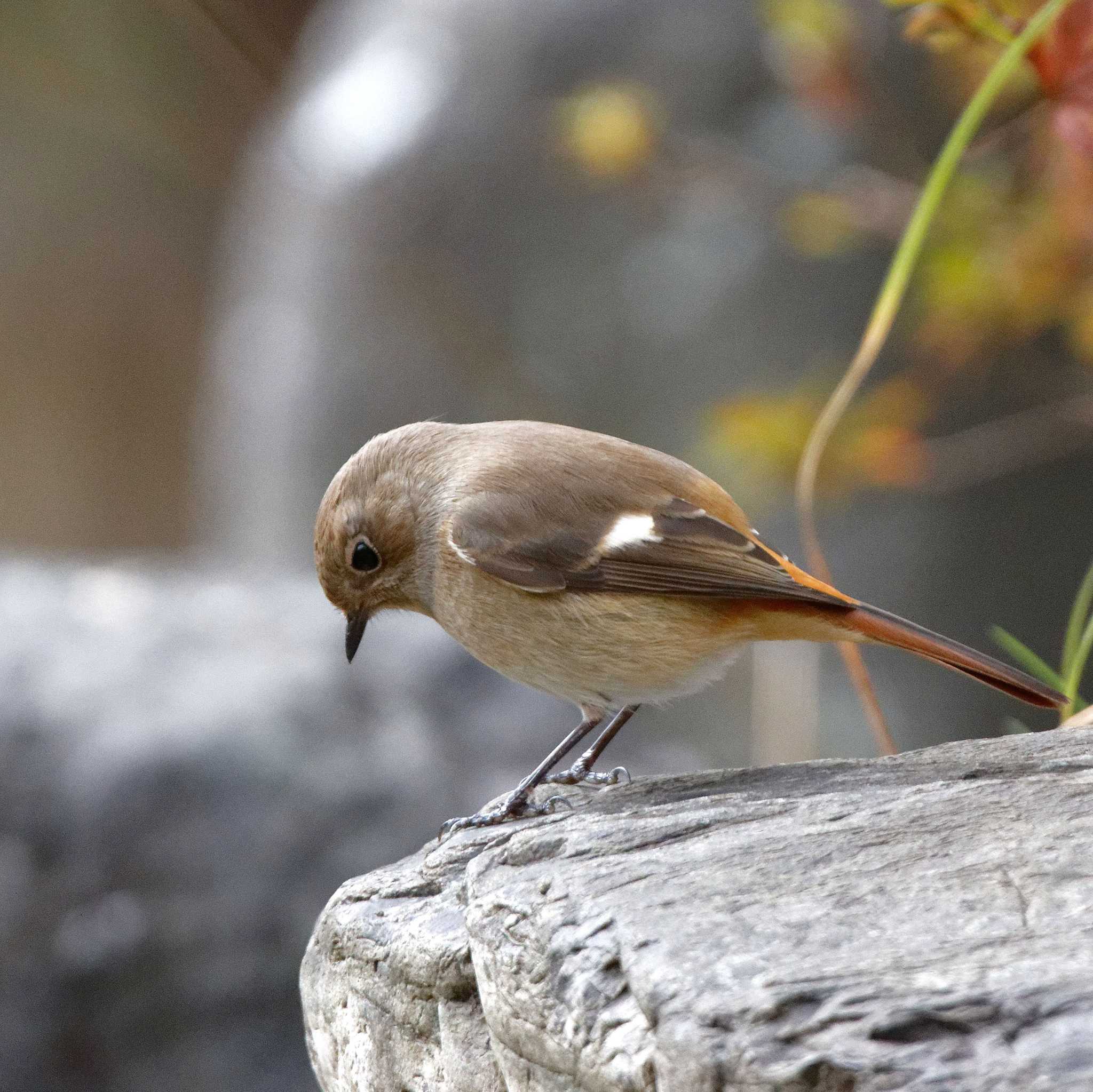 Daurian Redstart