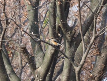 Bull-headed Shrike 南郷洗堰(瀬田川洗堰)〜石山寺〜下物 Sat, 12/30/2023