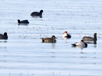 Baikal Teal 南郷洗堰(瀬田川洗堰)〜石山寺〜下物 Sat, 12/30/2023