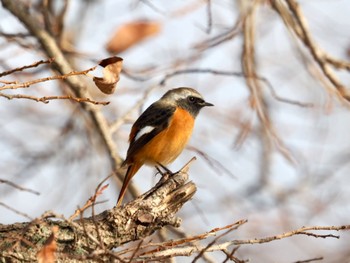 Daurian Redstart 南郷洗堰(瀬田川洗堰)〜石山寺〜下物 Sat, 12/30/2023