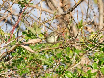 Japanese Bush Warbler 南郷洗堰(瀬田川洗堰)〜石山寺〜下物 Sat, 12/30/2023