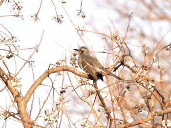 Brown-eared Bulbul 南郷洗堰(瀬田川洗堰)〜石山寺〜下物 Sat, 12/30/2023