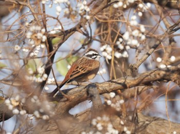 Meadow Bunting 南郷洗堰(瀬田川洗堰)〜石山寺〜下物 Sat, 12/30/2023