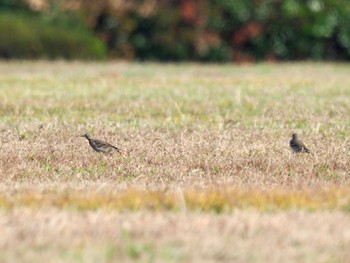 Water Pipit 南郷洗堰(瀬田川洗堰)〜石山寺〜下物 Sat, 12/30/2023