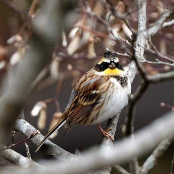 Yellow-throated Bunting 本巣市文殊ノ森 Fri, 12/29/2017