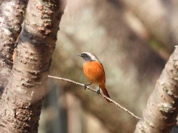 Daurian Redstart 於大公園 Fri, 12/29/2023