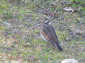 Dusky Thrush 於大公園 Fri, 12/29/2023