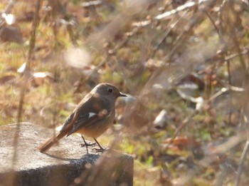 Daurian Redstart 於大公園 Fri, 12/29/2023