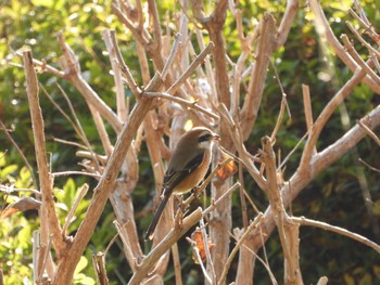 Bull-headed Shrike 於大公園 Fri, 12/29/2023